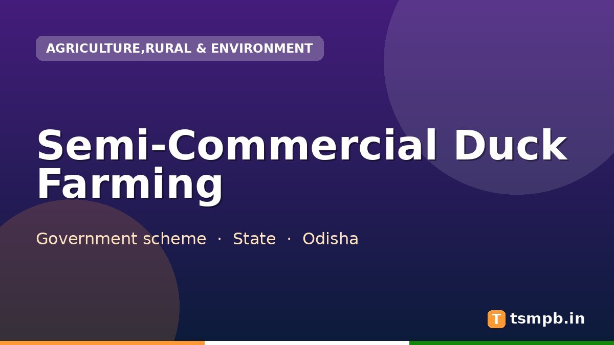Semi-Commercial Duck Farming